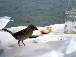Flora en fauna